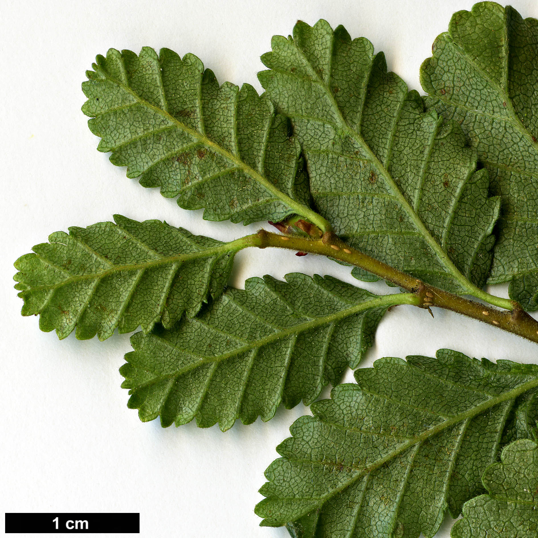 High resolution image: Family: Nothofagaceae - Genus: Nothofagus - Taxon: pumilio